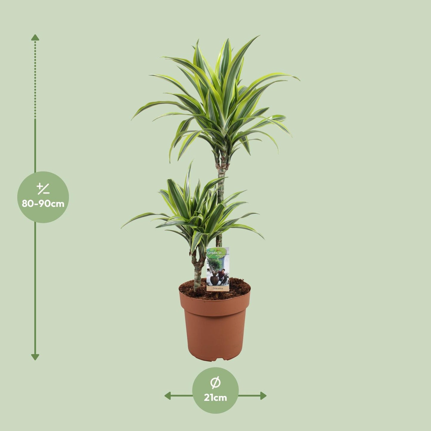 Dracaena Lemon Lime – Pflegeleichter Drachenbaum Ø21cm, 90cm hoch
