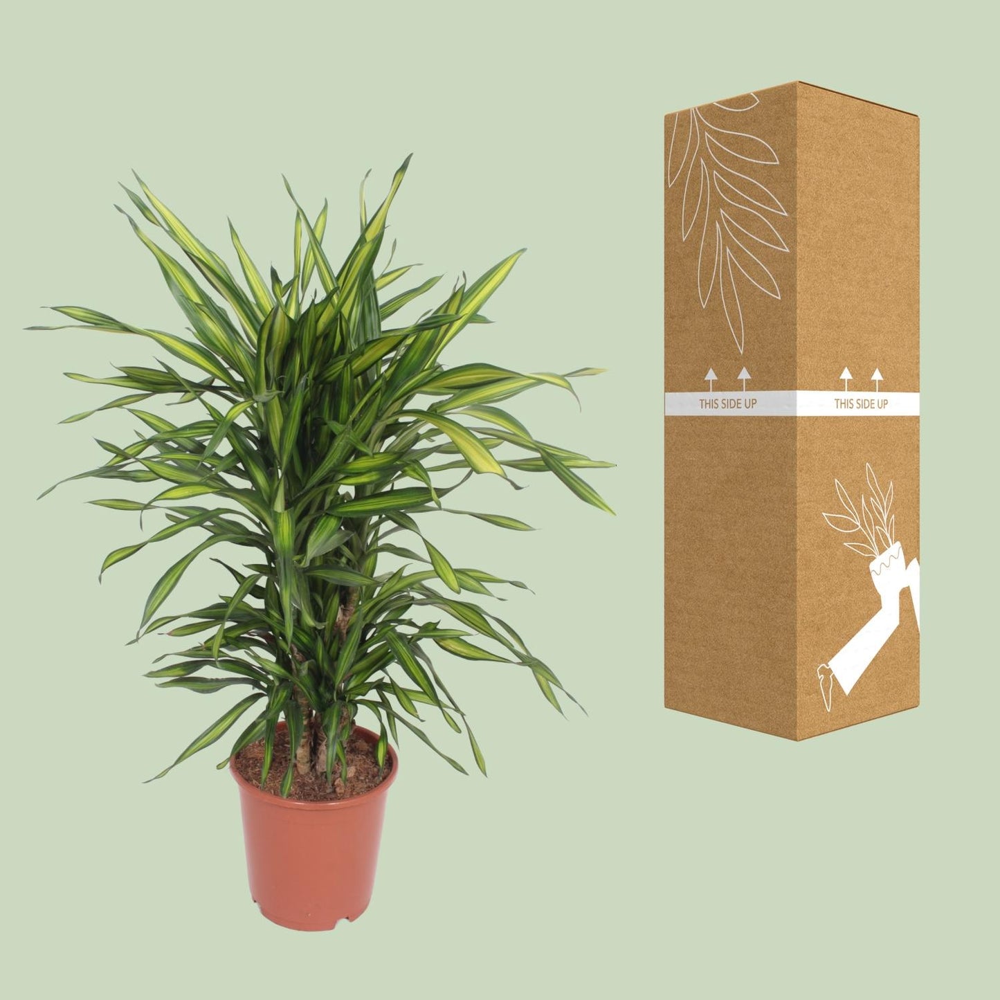 Dracaena Fragrans Riki – Eleganter Drachenbaum Ø24cm, 90cm hoch