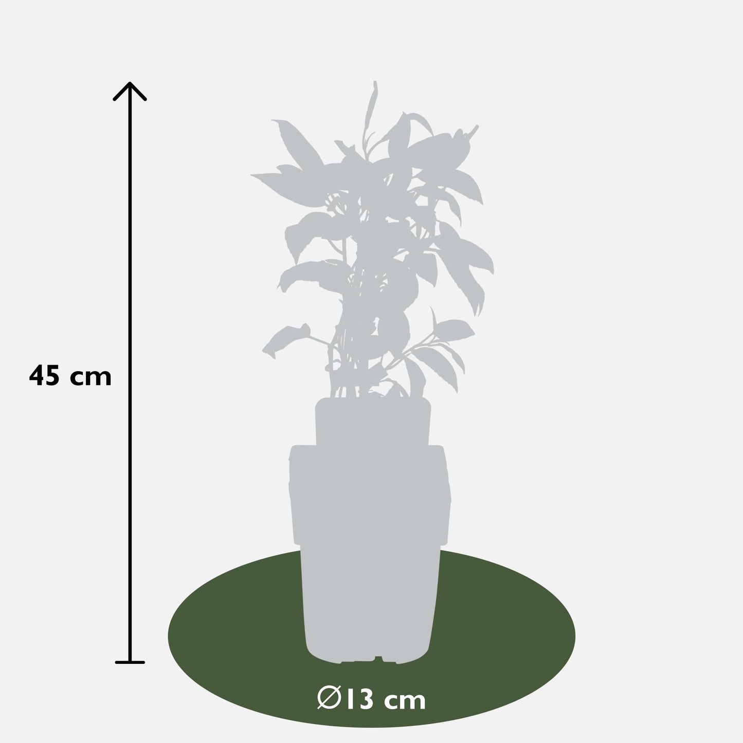 3x Actinidia arguta 'Issai' – Mini-Kiwi Pflanze Ø13cm