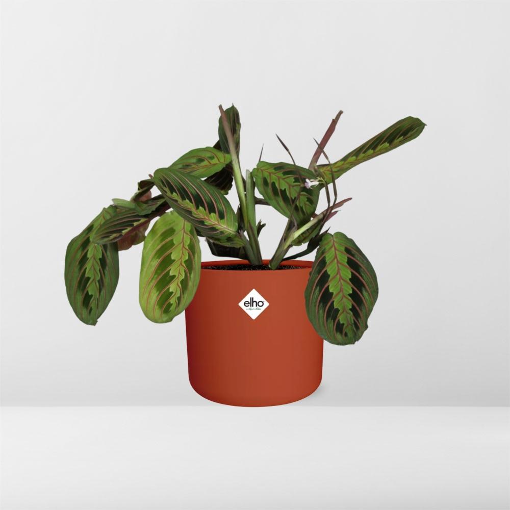 Maranta Leuconeura ‘Fascinator’ Tricolor in ELHO b.for soft rond 14cm brique