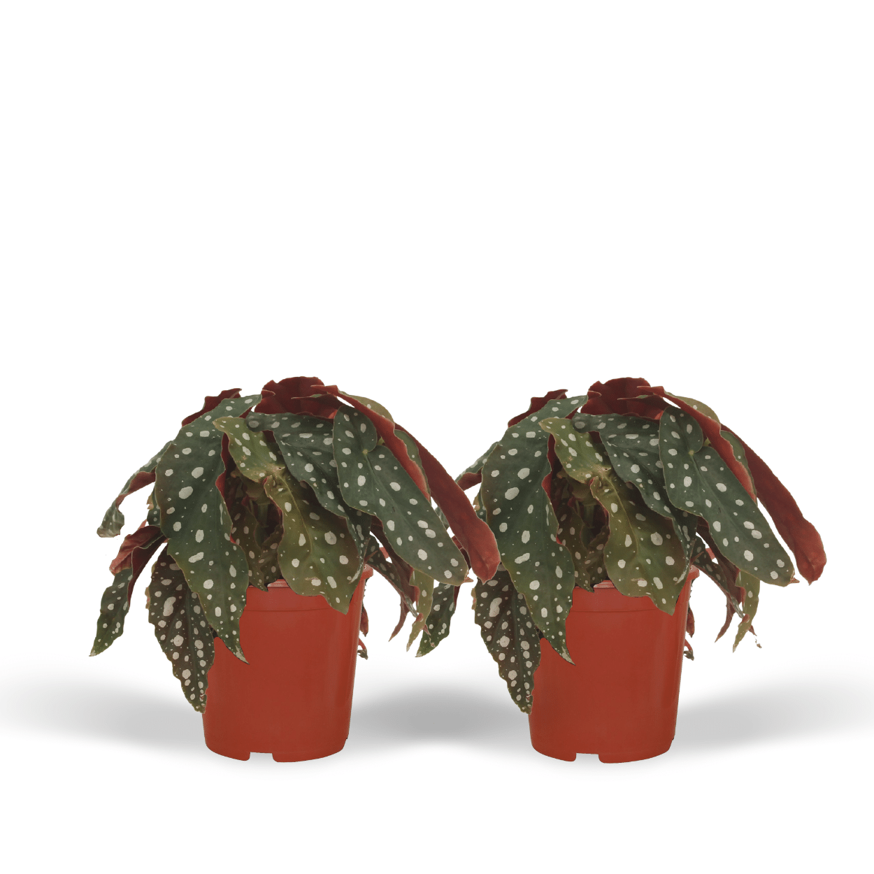 2x Begonia Maculata - Blattbegonie - 20cm - Ø12cm