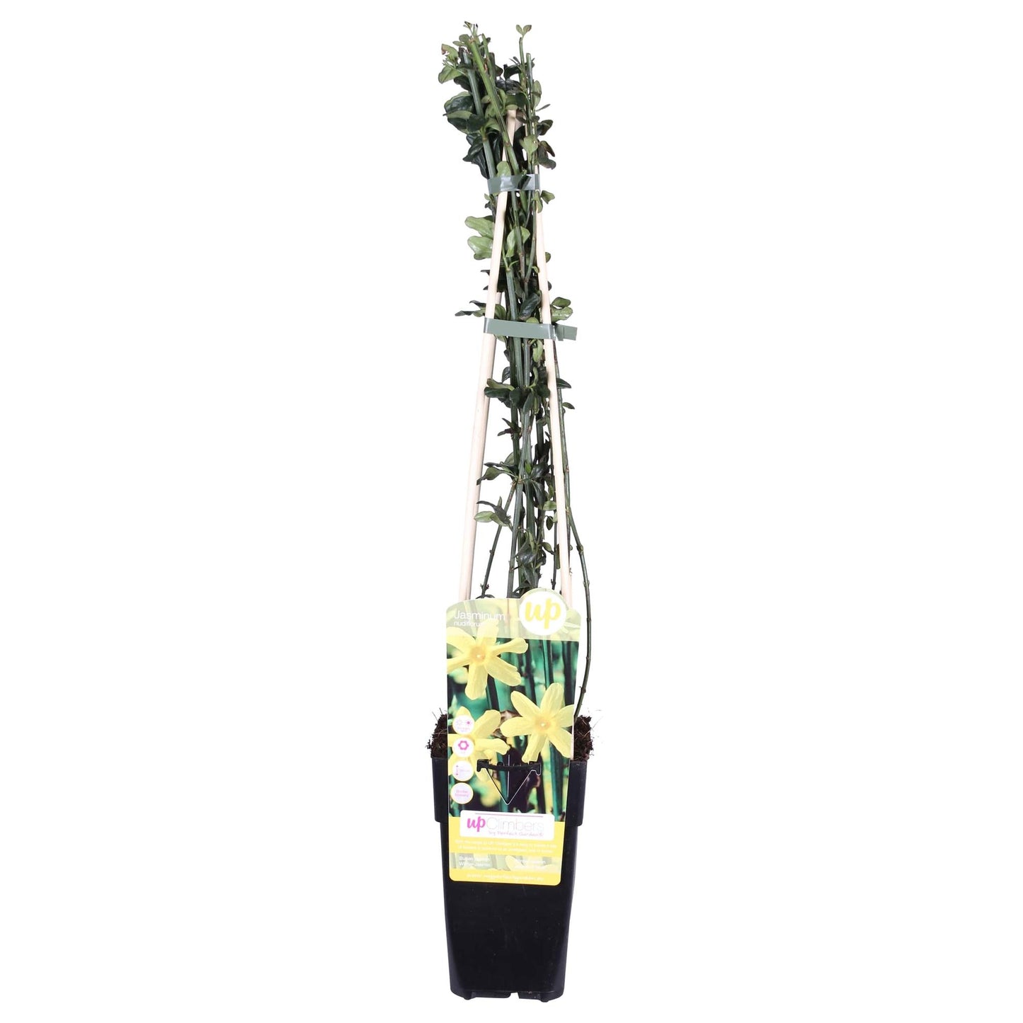 Jasminum nudiflorum – Winterblühende Kletterpflanze Ø15cm