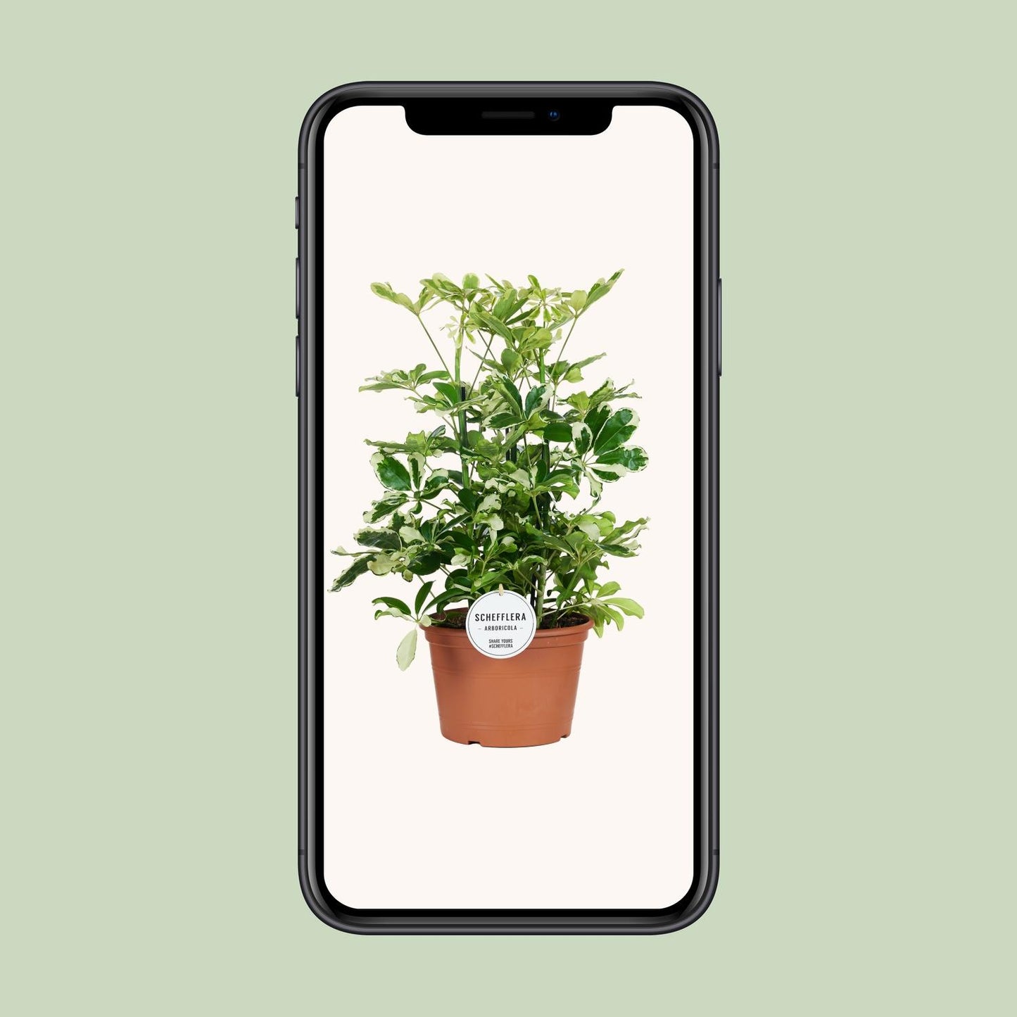 Schefflera Charlotte - Pflegeleichter Schirmbaum Ø21cm, 55cm hoch