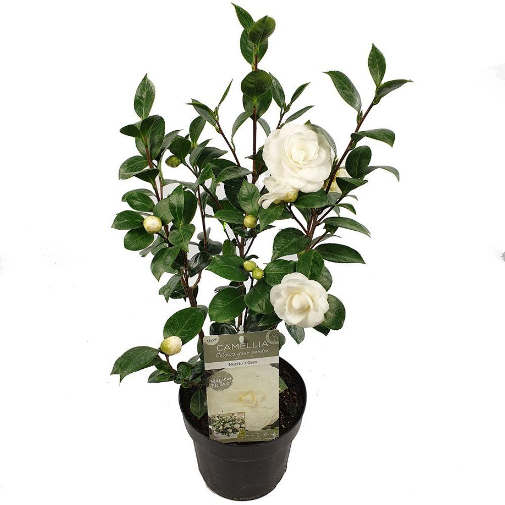 Camellia japonica 'Nuccio's Gem' – Immergrüner Strauch Ø19cm