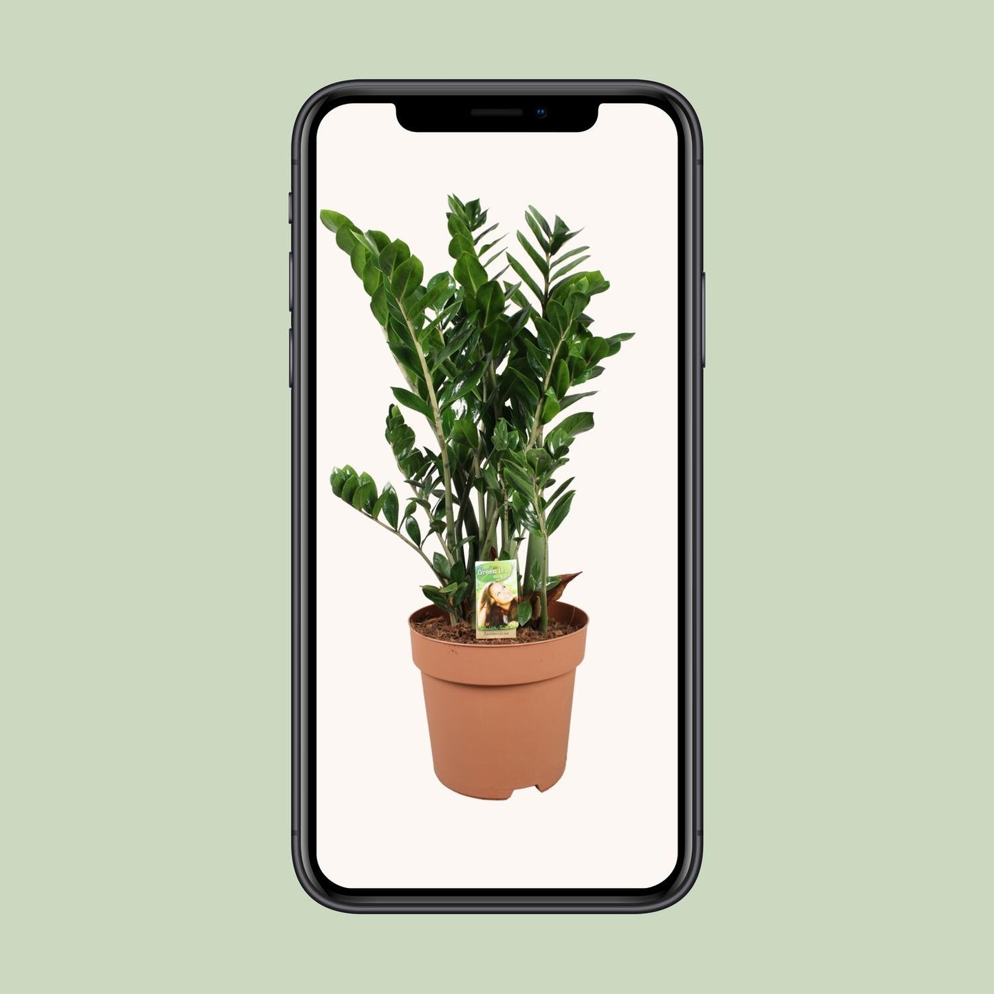 Zamioculcas Zamiifolia – Pflegeleichte XXL-Zimmerpflanze Ø30cm