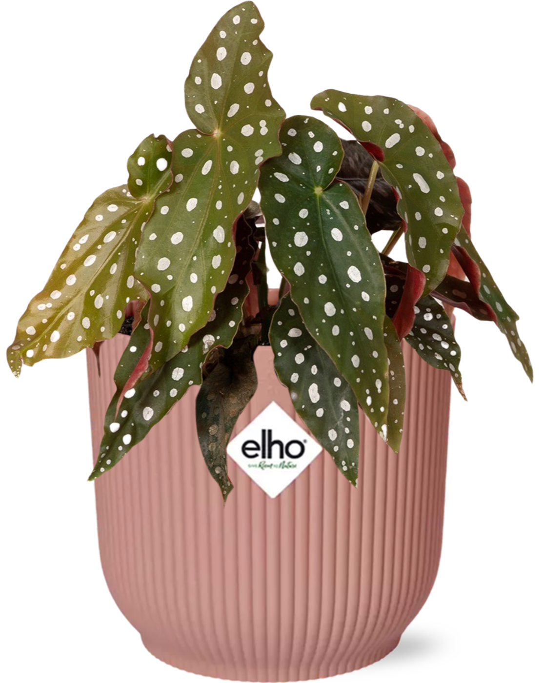 Begonia Maculata im ELHO Vibes Fold Topf 14cm rosa