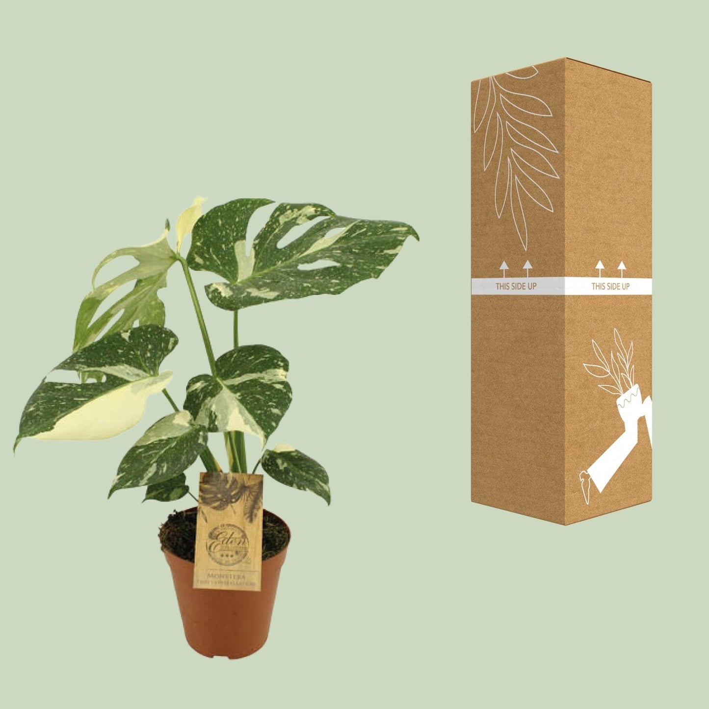 Monstera Thai Constellation – pflegeleichte Designerpflanze Ø15cm