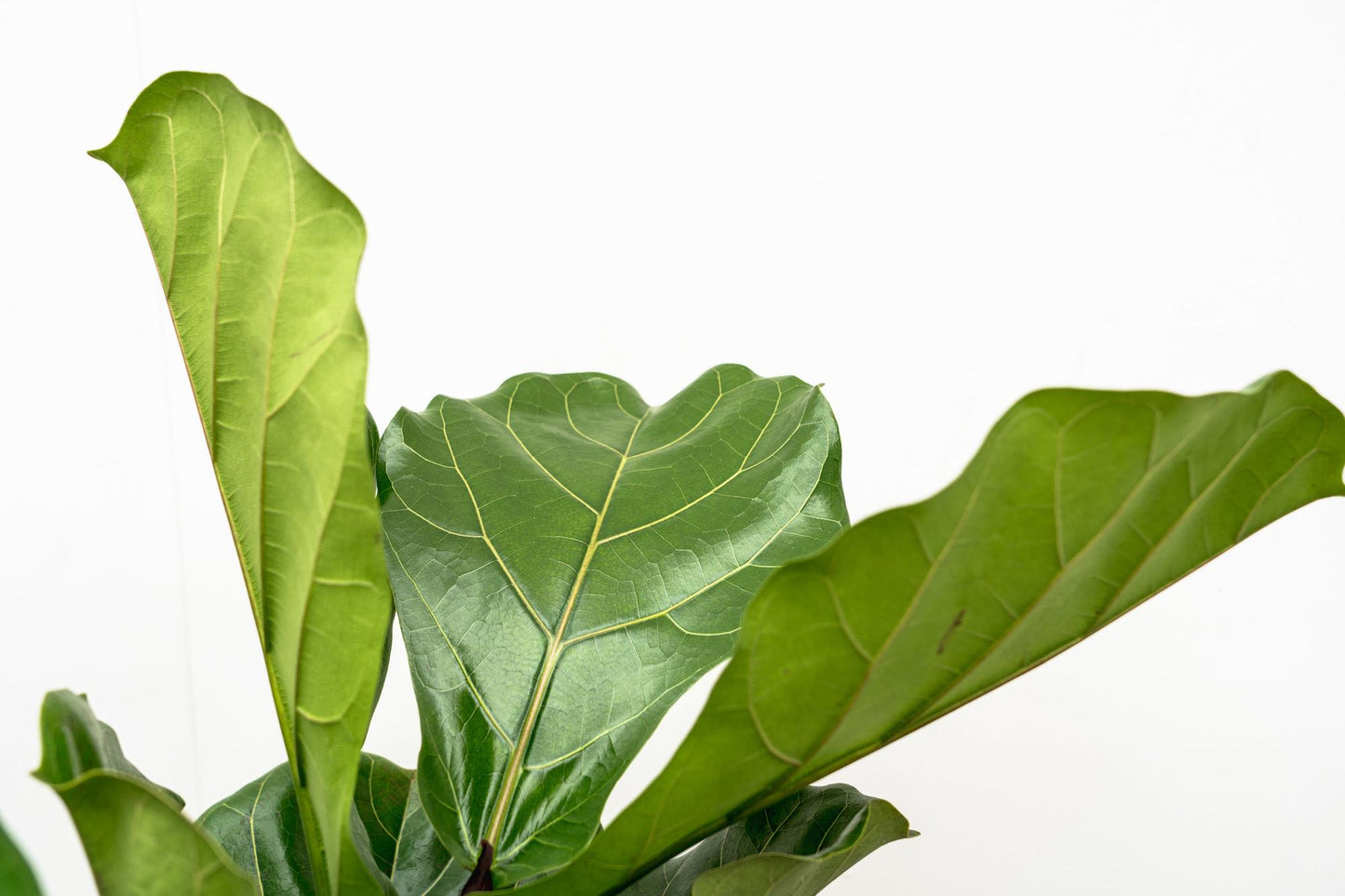 Ficus Lyrata vertakt XL – Geigenfeige 200 cm