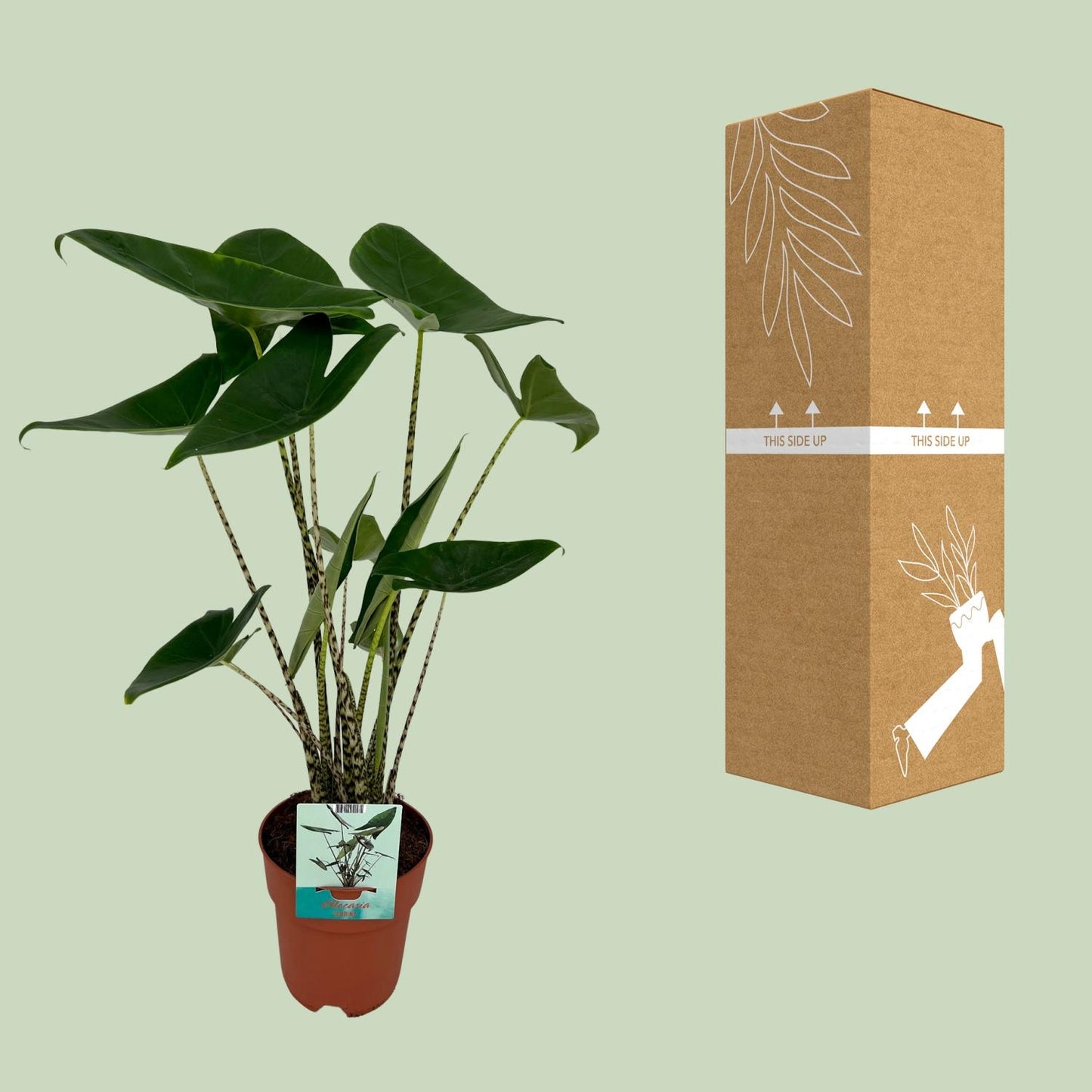 Alocasia Zebrina – Elefantenohr – Ø19cm – 75cm Höhe