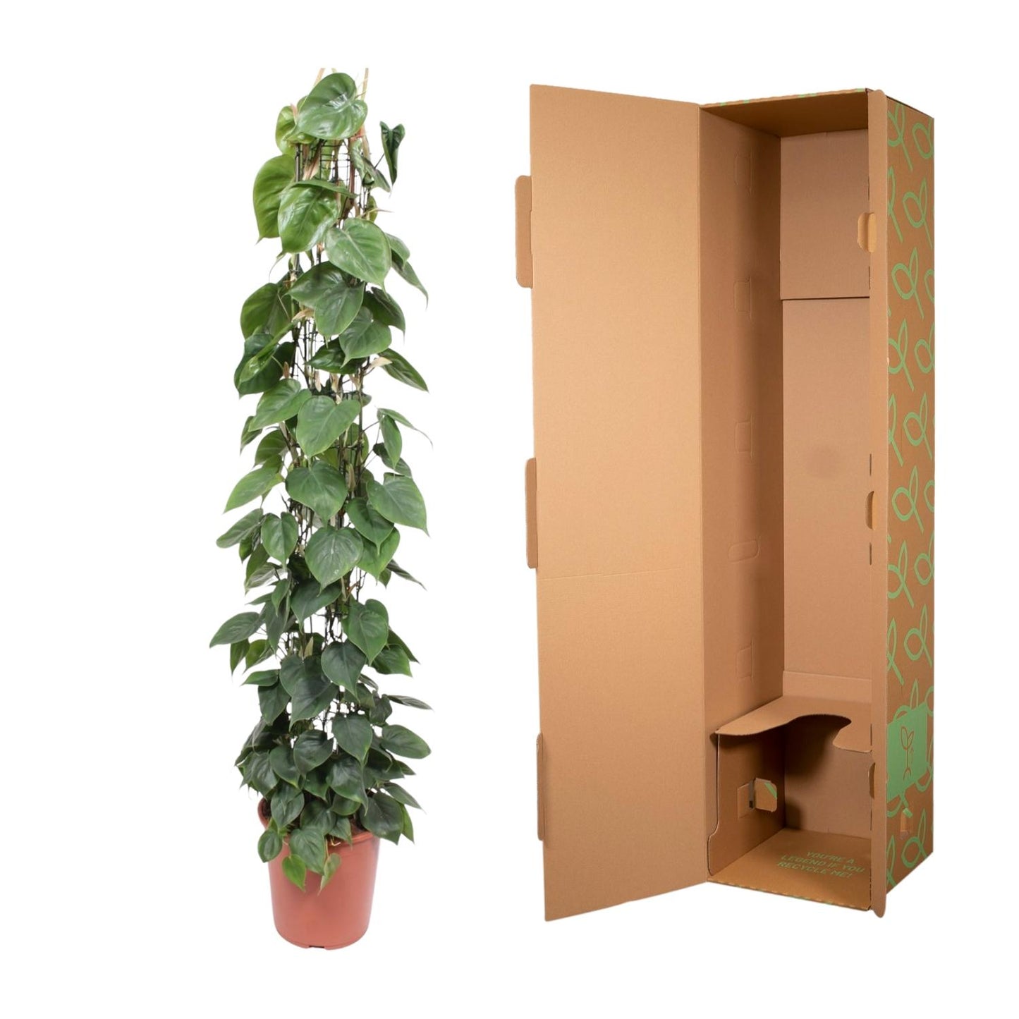 Philodendron Scandens Gaasrek – 160 cm, ø27 cm, pflegeleicht