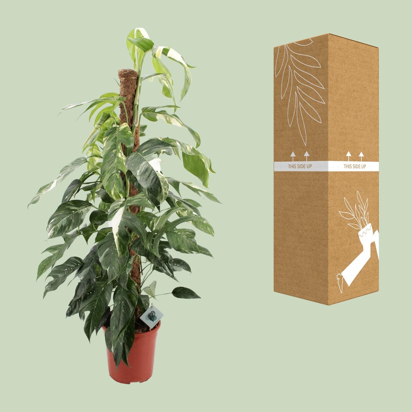 Epipremnum Pinnatum Albo Variegata – pflegeleichte Zimmerpflanze Ø24cm