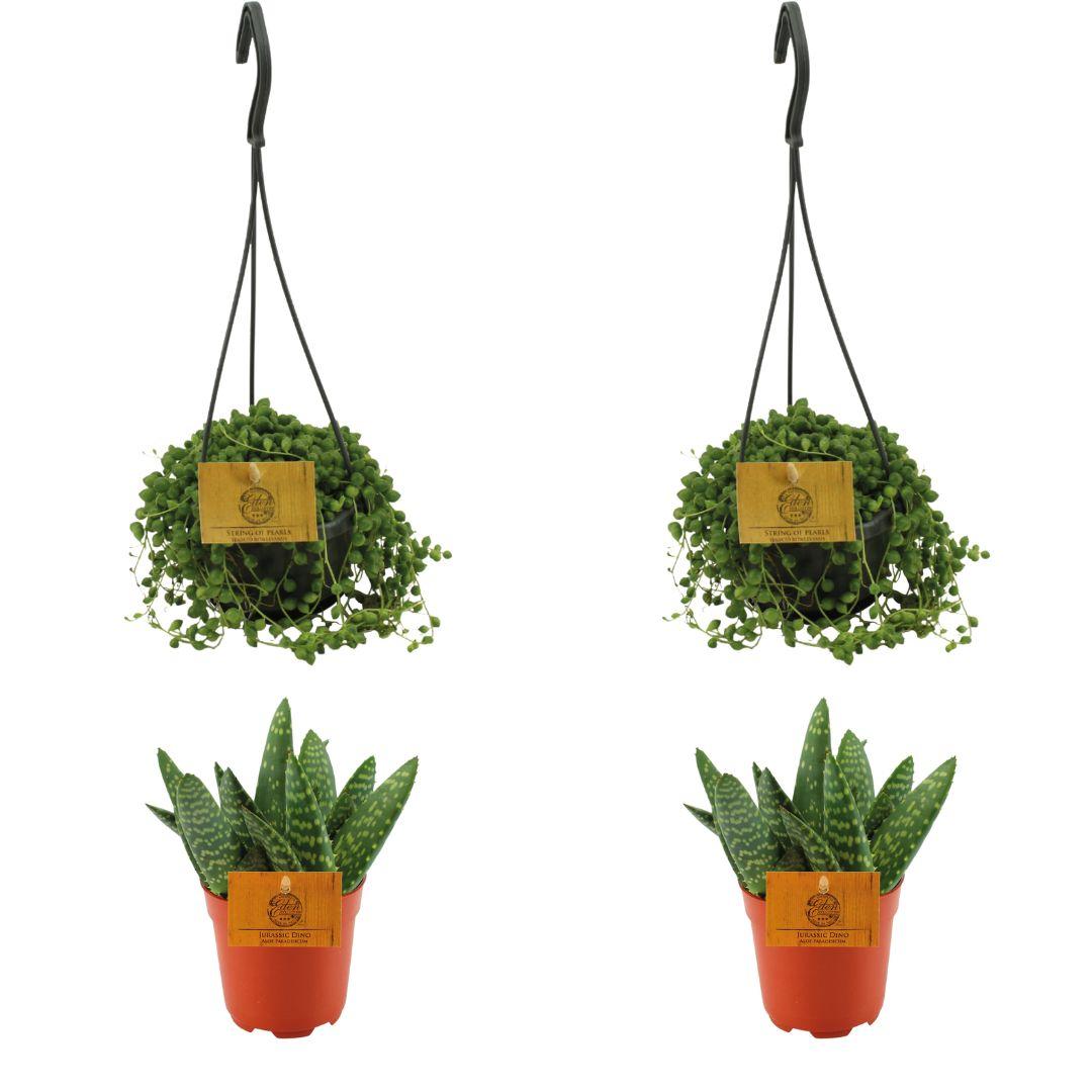 4er Set Aloe Paradisicum & Senecio Rowleyanus Ø10,5 cm