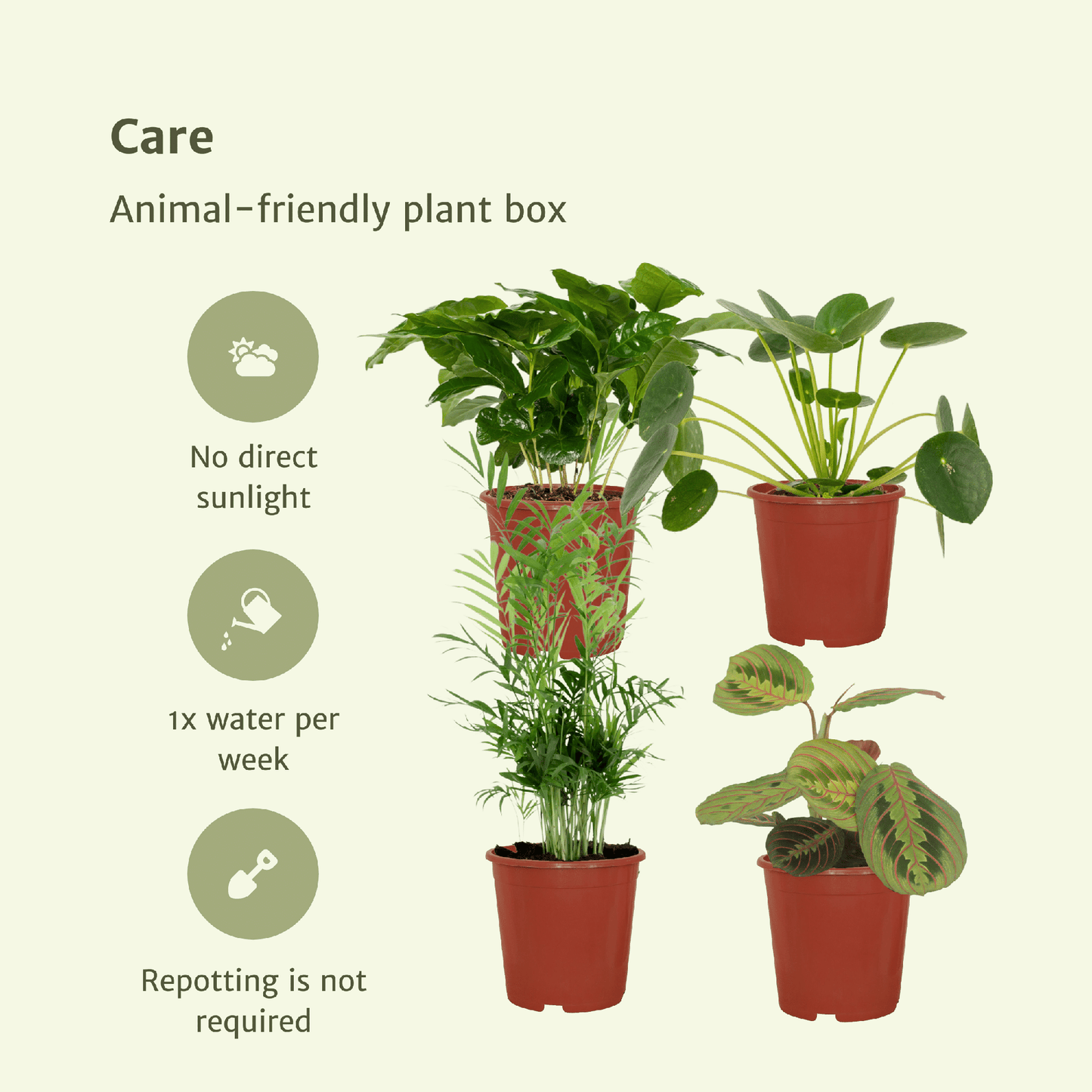 Tierfreundliche Zimmerpflanzenbox – 4er Set Ø12cm