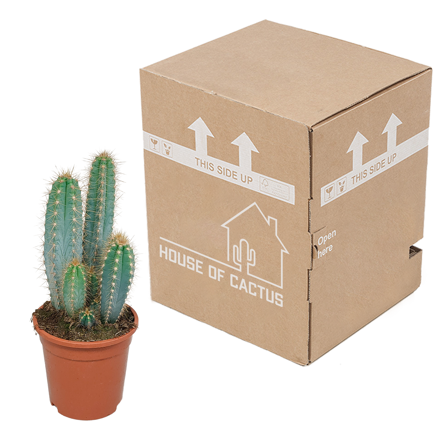 Pilosocereus azureus – Stilvoller Säulenkaktus 17 cm
