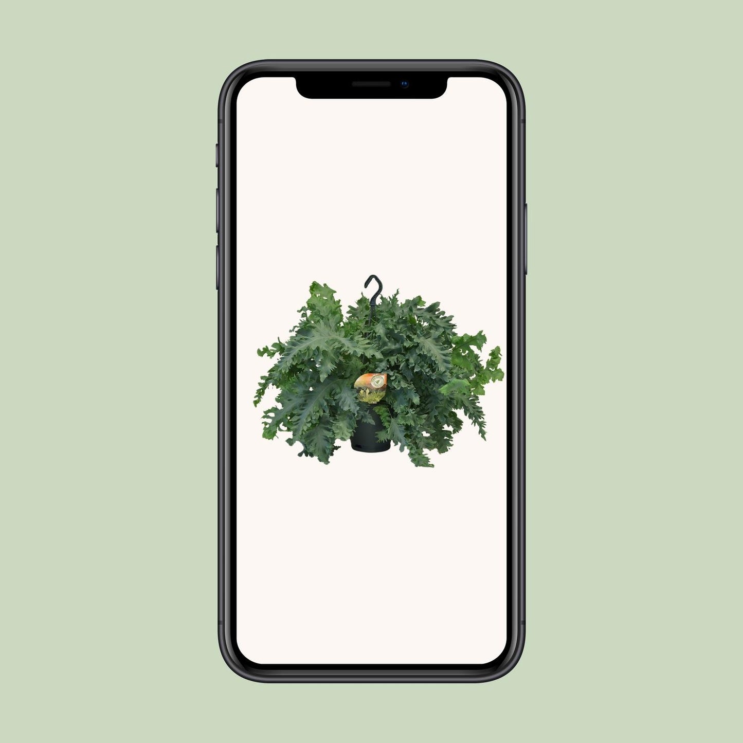 Phlebodium Davana – Goldener Farn Ø20cm, 40cm Höhe