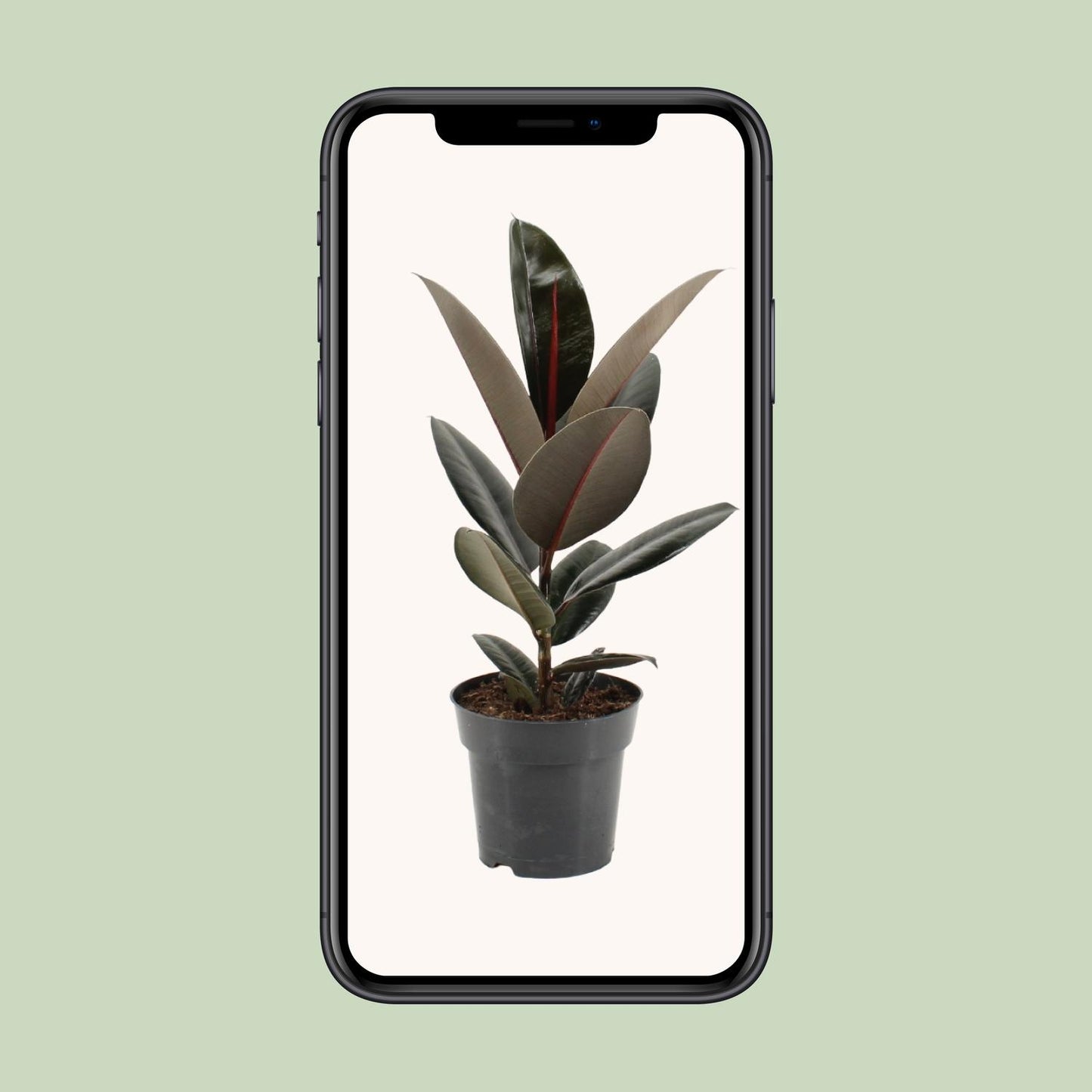 Ficus Elastica Abidjan Ø17cm – Pflegeleichter Gummibaum