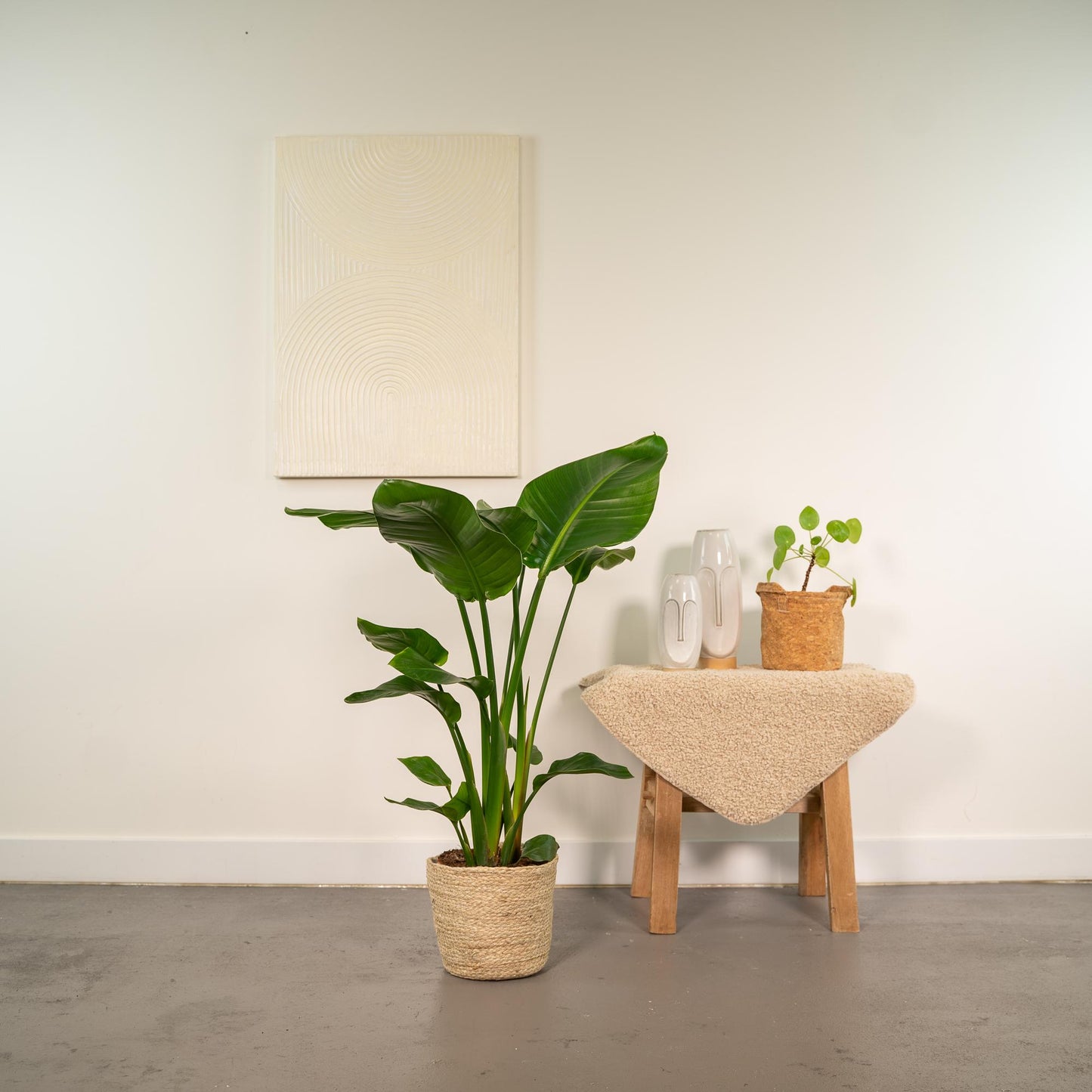 Strelitzia Nicolai Ø19cm – XXL Zimmerpflanze mit Korb Selin