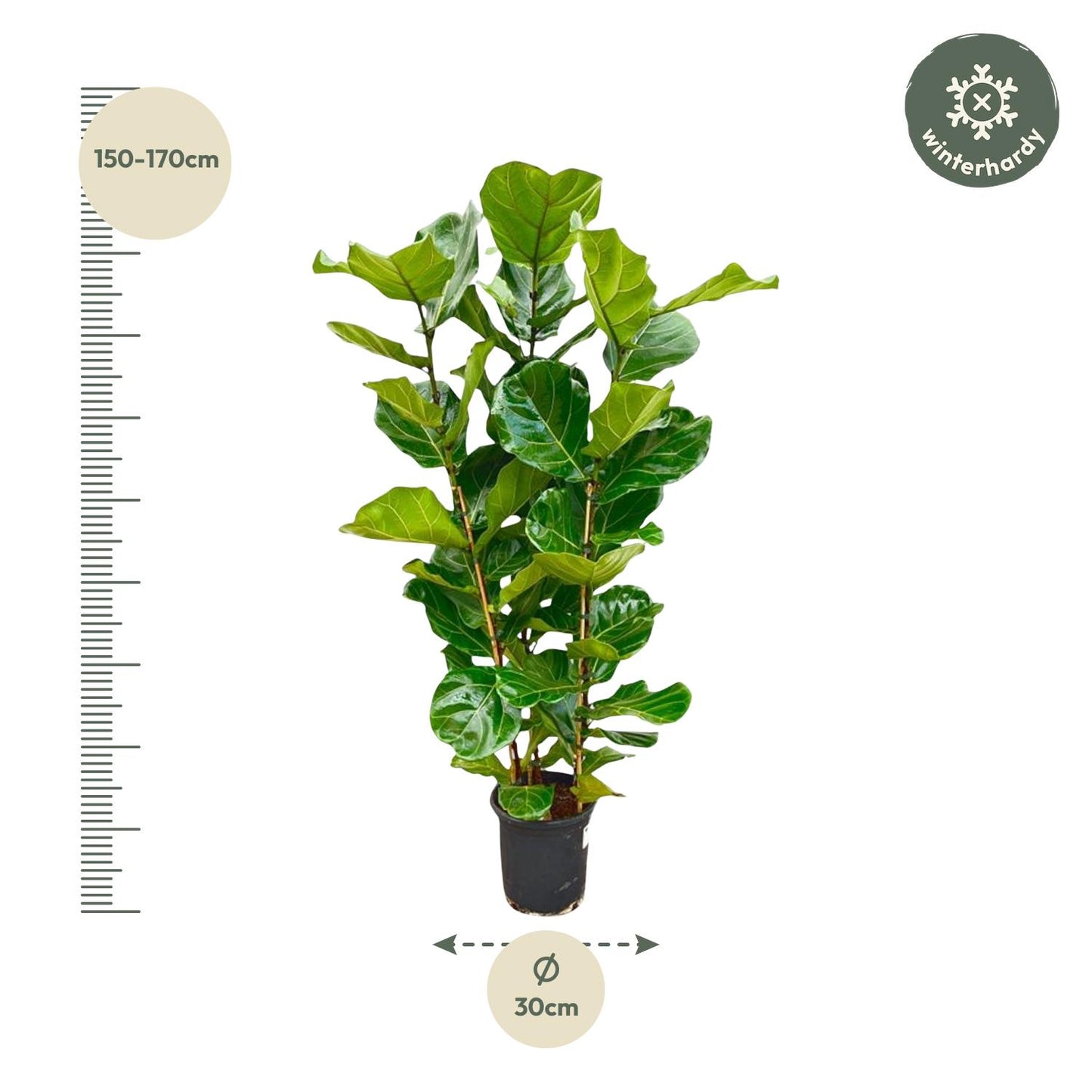 Ficus Lyrata Geigenfeige - 155 cm - Ø27 cm