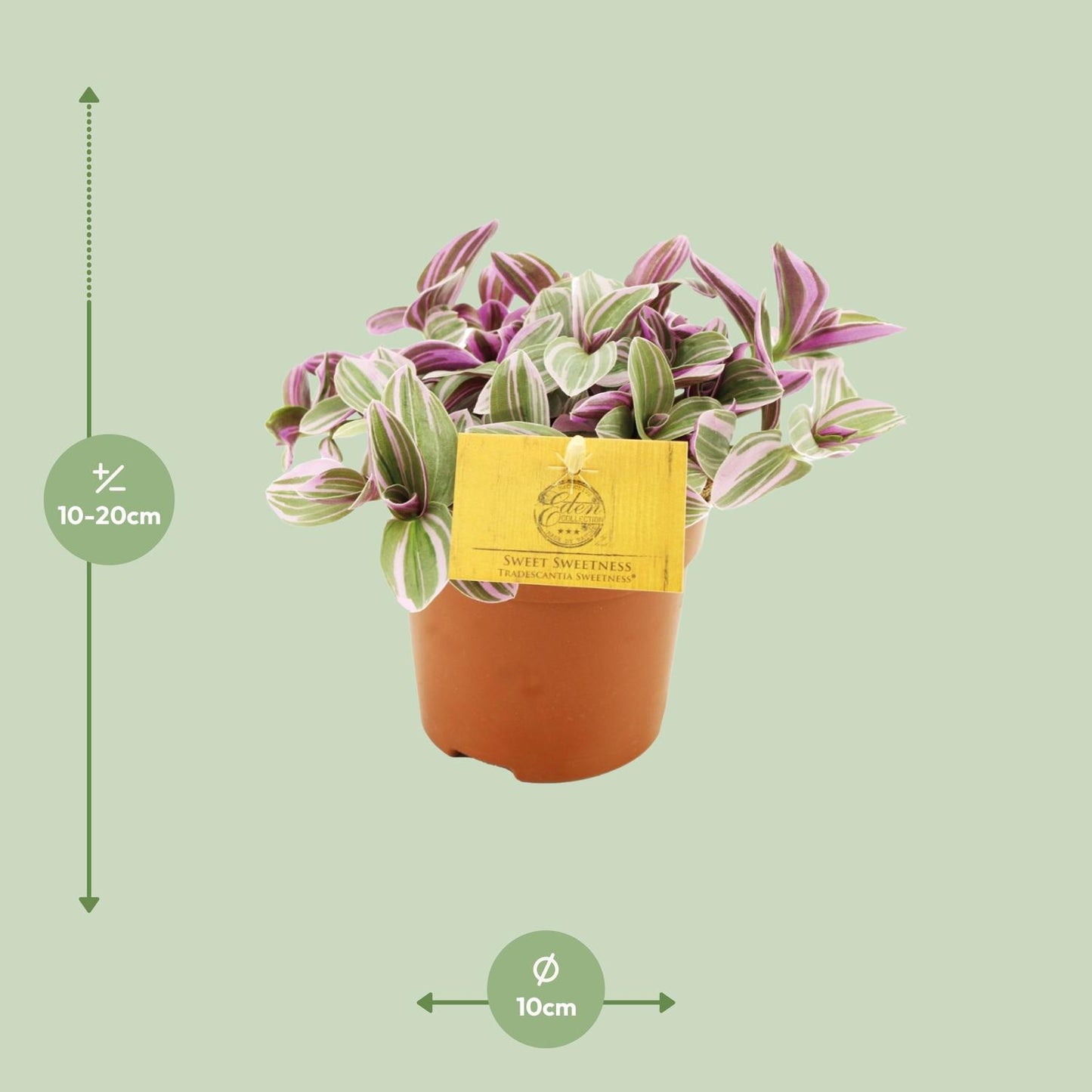 Tradescantia Sweetness – Pflegeleichte Dreimasterblume Ø10,5cm