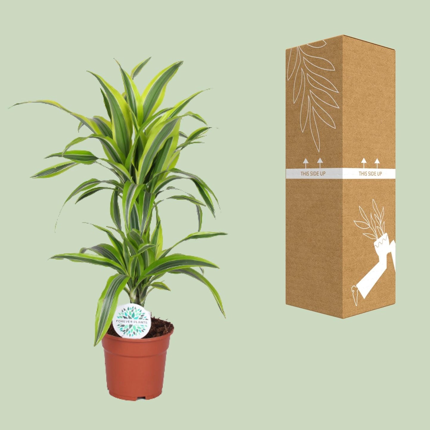 Dracaena Lemon Lime – Pflegeleichter Drachenbaum Ø17cm, 65cm hoch
