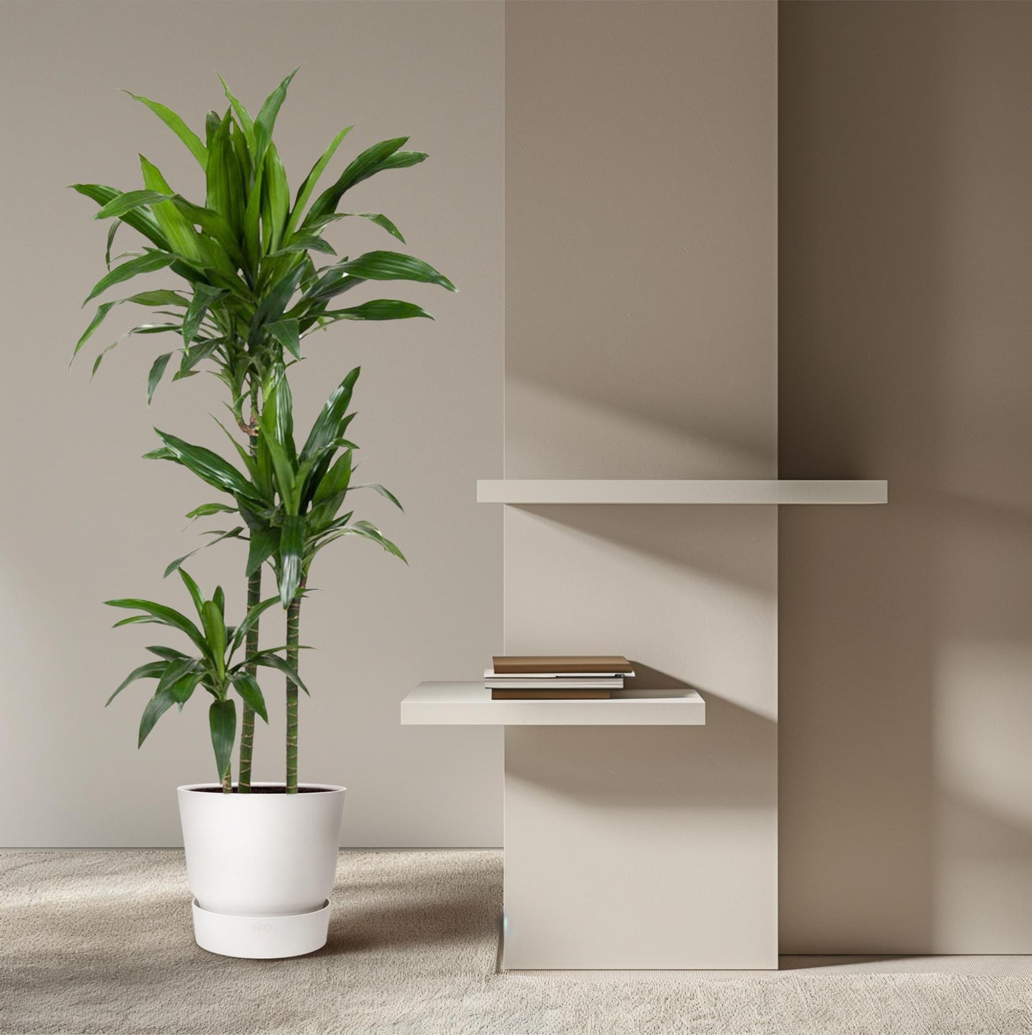 Dracaena Janet Craig – 150 cm, pflegeleicht & stilvoll
