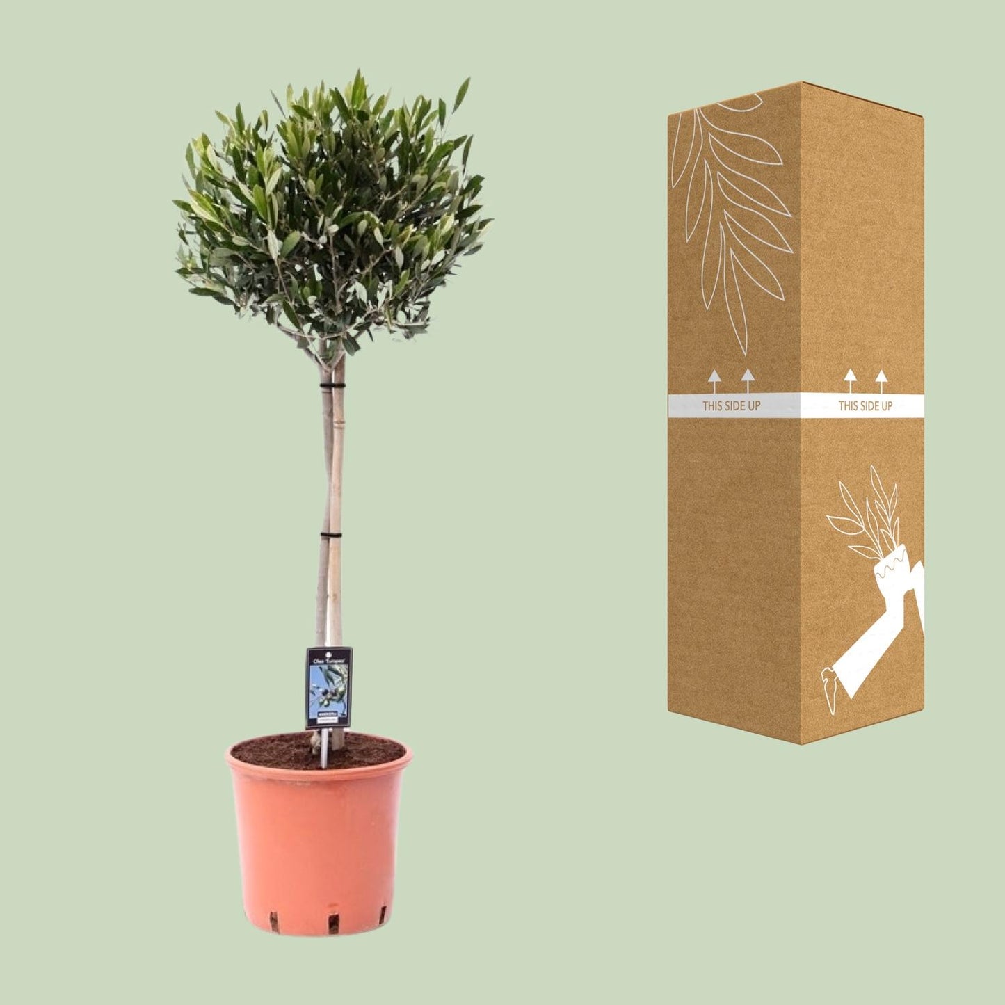 Olea Olijf - Mediterraner Olivenbaum Ø22cm, 90cm hoch