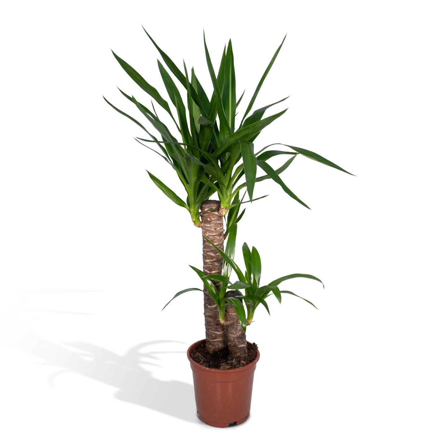 Yucca Elephantipes – Pflegeleichte XXL-Zimmerpflanze Ø17cm