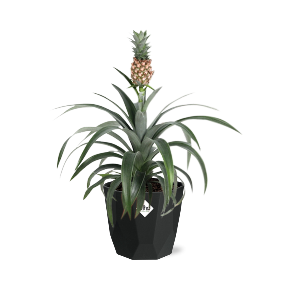 Ananas Mi Amigo – Zier-Ananas in 14 cm Topf schwarz