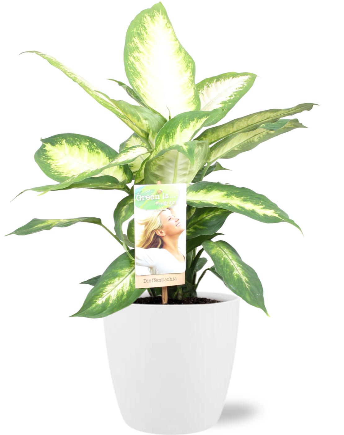 Dieffenbachia Camilla – Pflegeleichte Blattschmuckpflanze Ø17cm