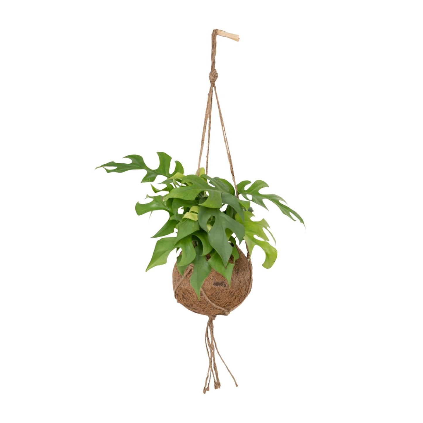 Kokedama Monstera Minima – Stilvolle Lochpflanze Ø15cm