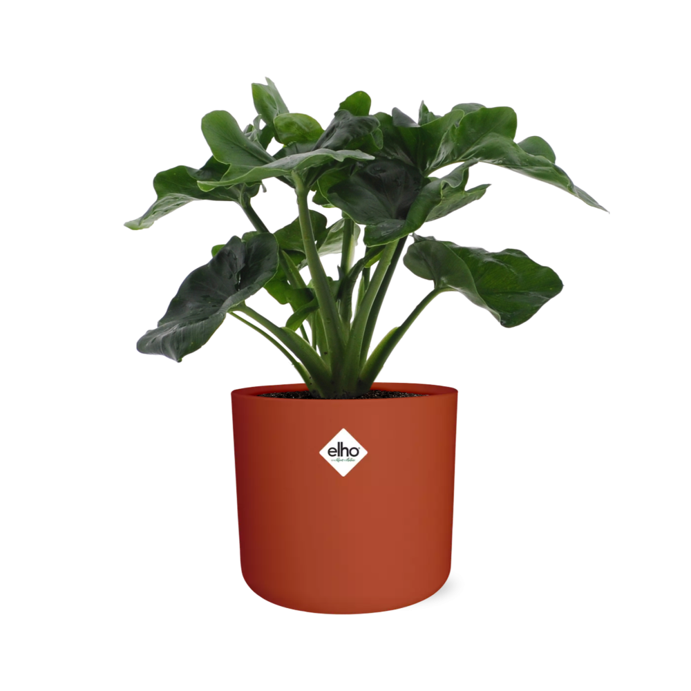 Philodendron Atom im ELHO b.for soft rond 14cm Topf brique