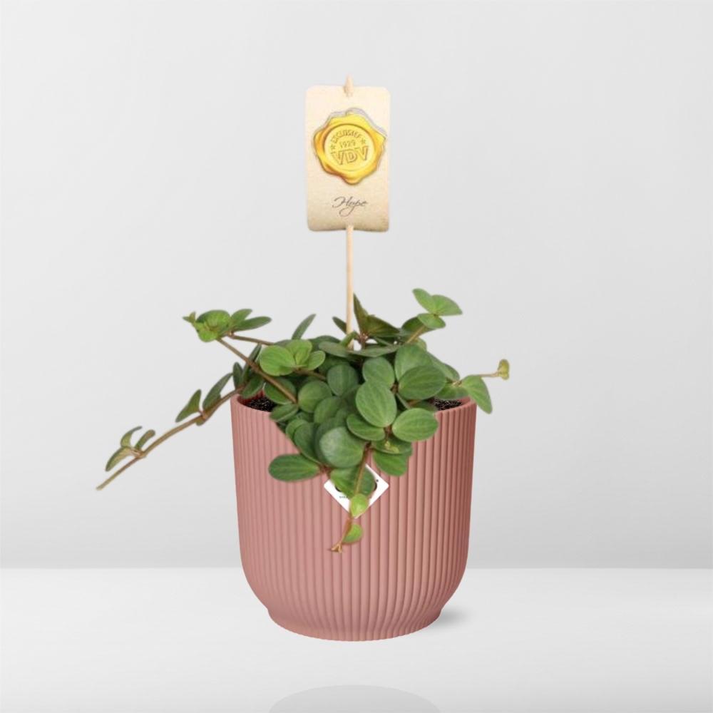 Peperomia ‘Hope’ im ELHO Vibes Fold Topf 14cm rosa