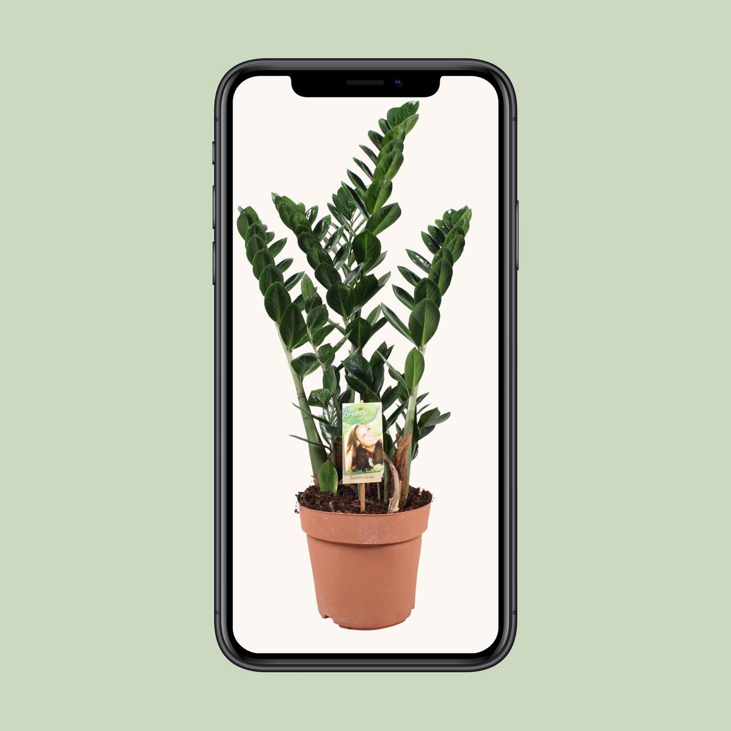 Zamioculcas - Pflegeleichte XXL-Zimmerpflanze Ø21cm