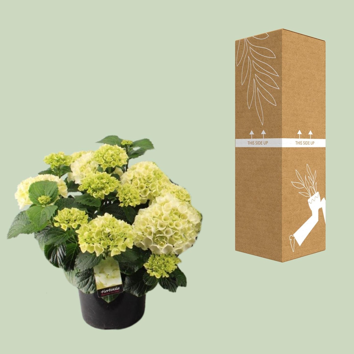 Endlose Hortensie (Hydrangea macrophylla) Ø23cm, 40cm hoch