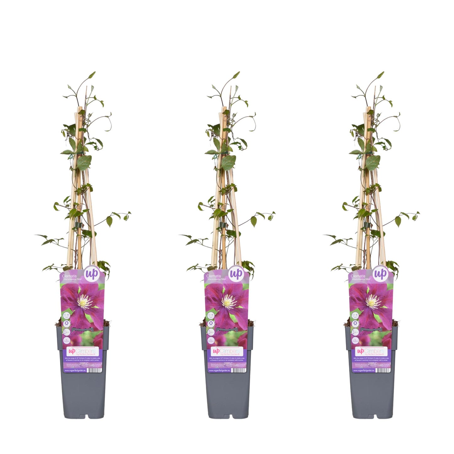 3x Clematis Warszawska Nike – Großblumige Kletterpflanze Ø15cm