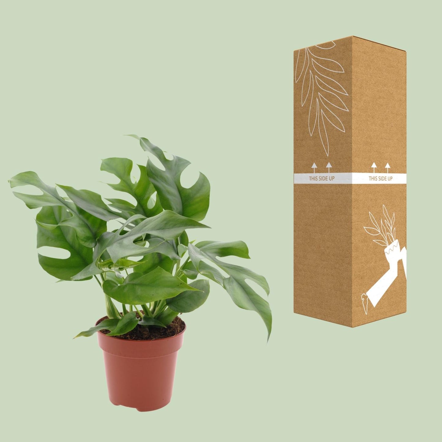 Monstera Minima – Pflegeleichte Schweizer Käse Pflanze Ø12cm