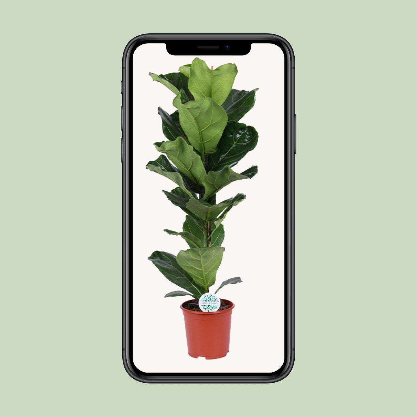Ficus Lyrata – Elegante Geigenfeige Ø21cm, 90cm hoch