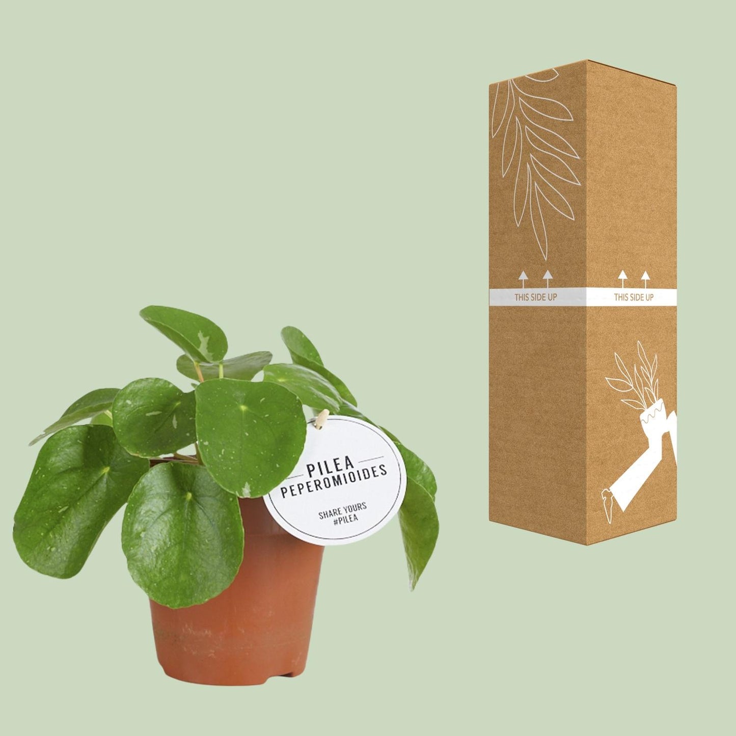 Pilea White Splash – stilvolle, pflegeleichte Zimmerpflanze Ø13cm