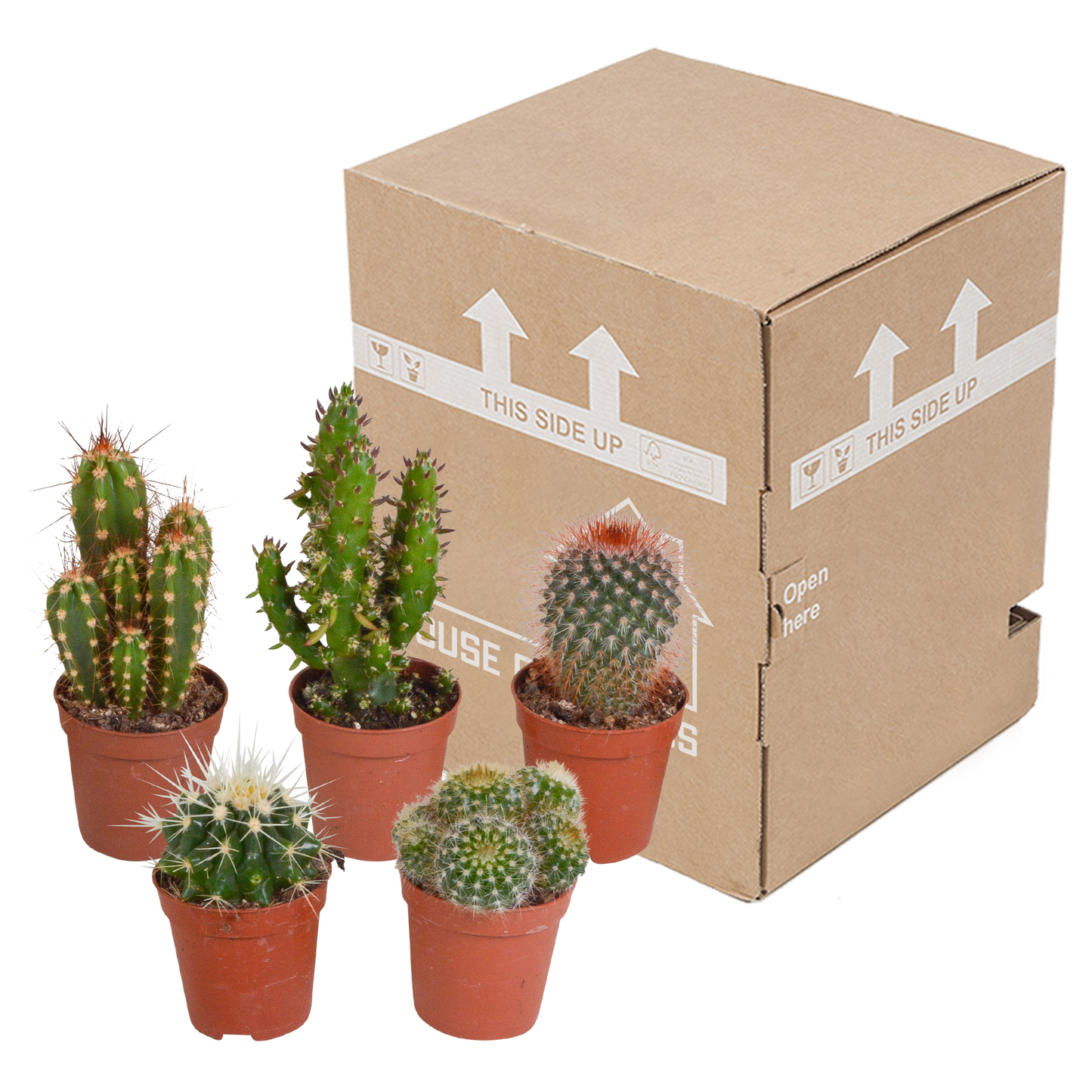 Kakteenmischung 5er Set 5,5 cm – pflegeleicht & dekorativ