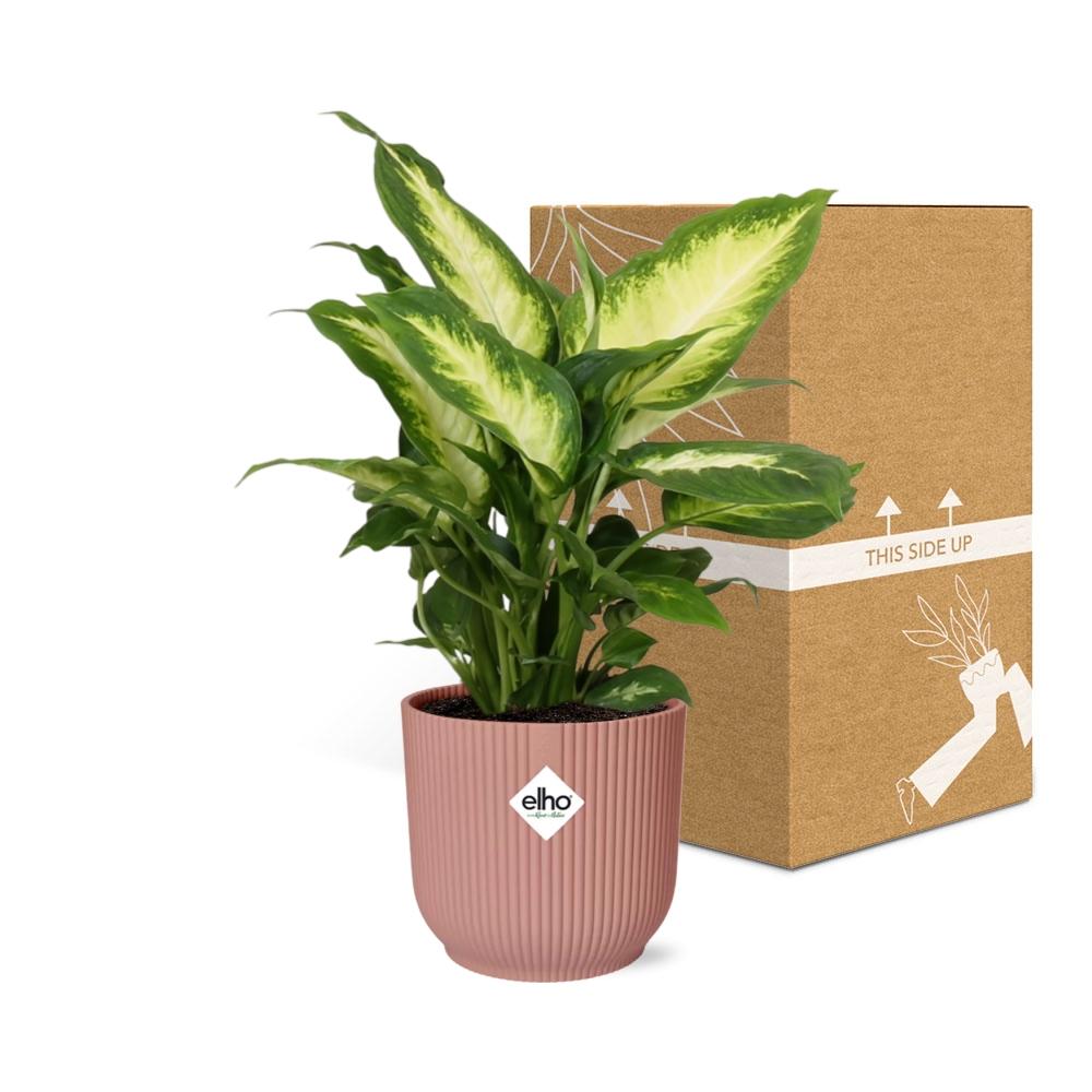 Dieffenbachia ‘Camilla’ im ELHO Vibes Fold 14cm Topf rosa
