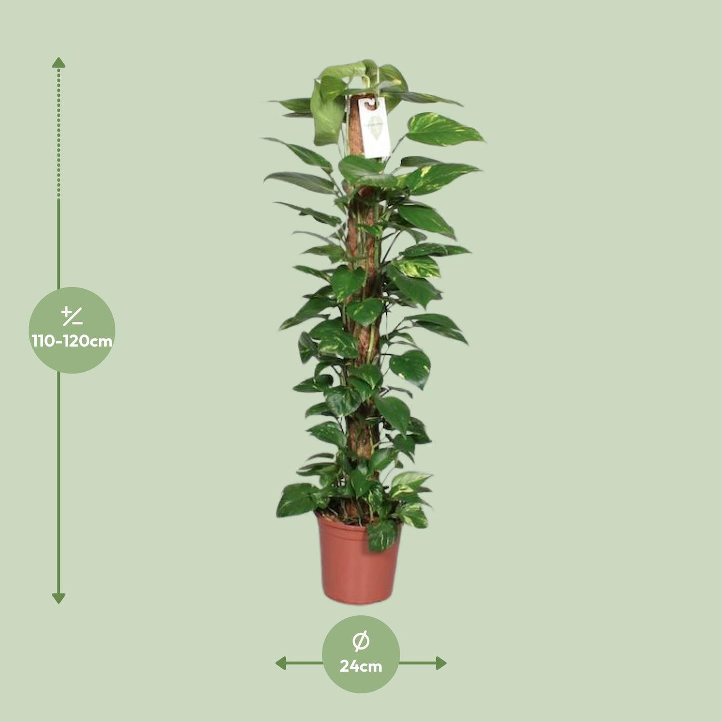 Epipremnum Pinnatum Mosstok 120 cm – Pflegeleichter Kletterer