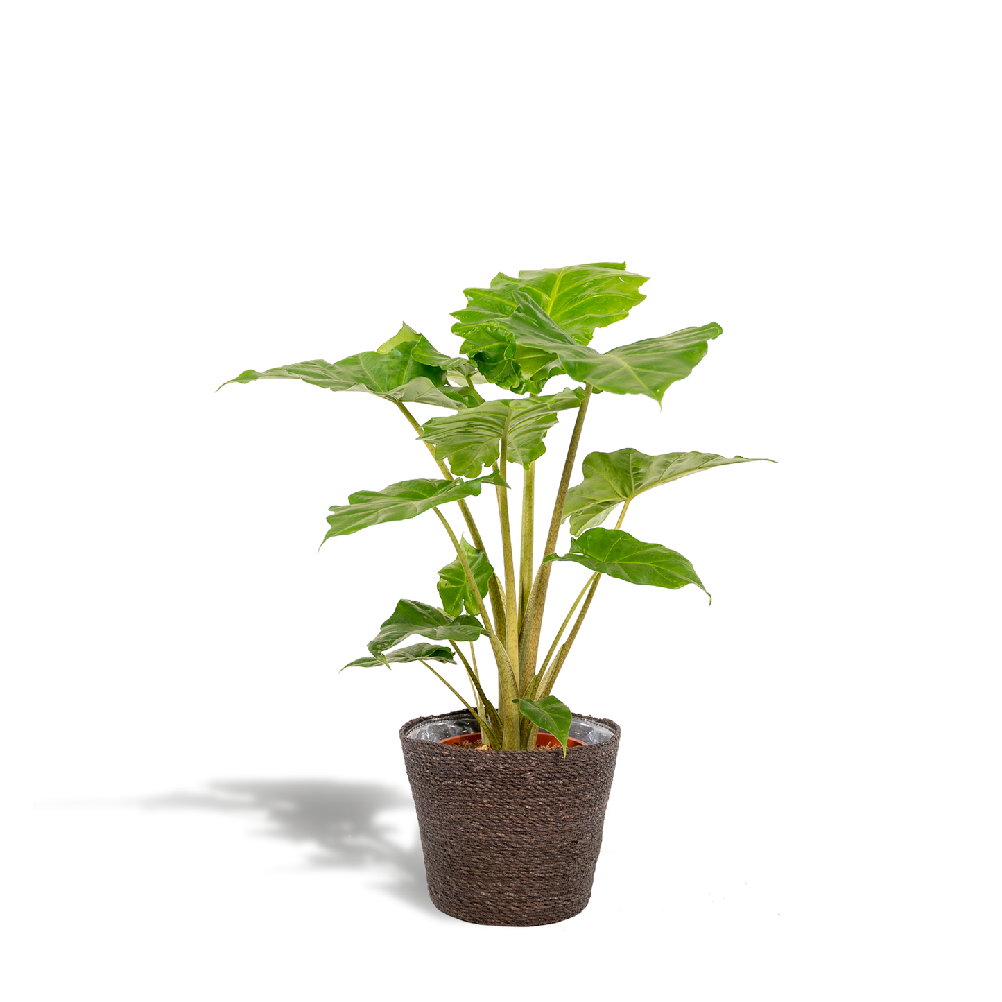 Alocasia Portodora Ø21cm – Elefantenohr mit Korb Igmar