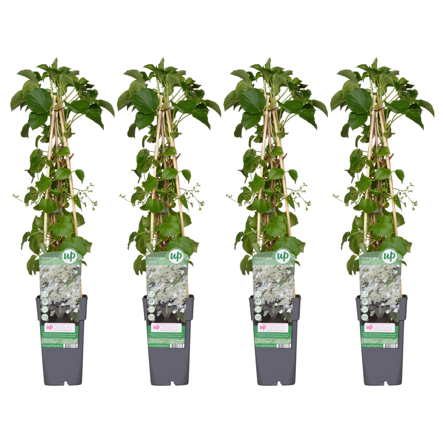 4x Hydrangea petiolaris – Klimhortensie Ø15cm, 65cm Höhe