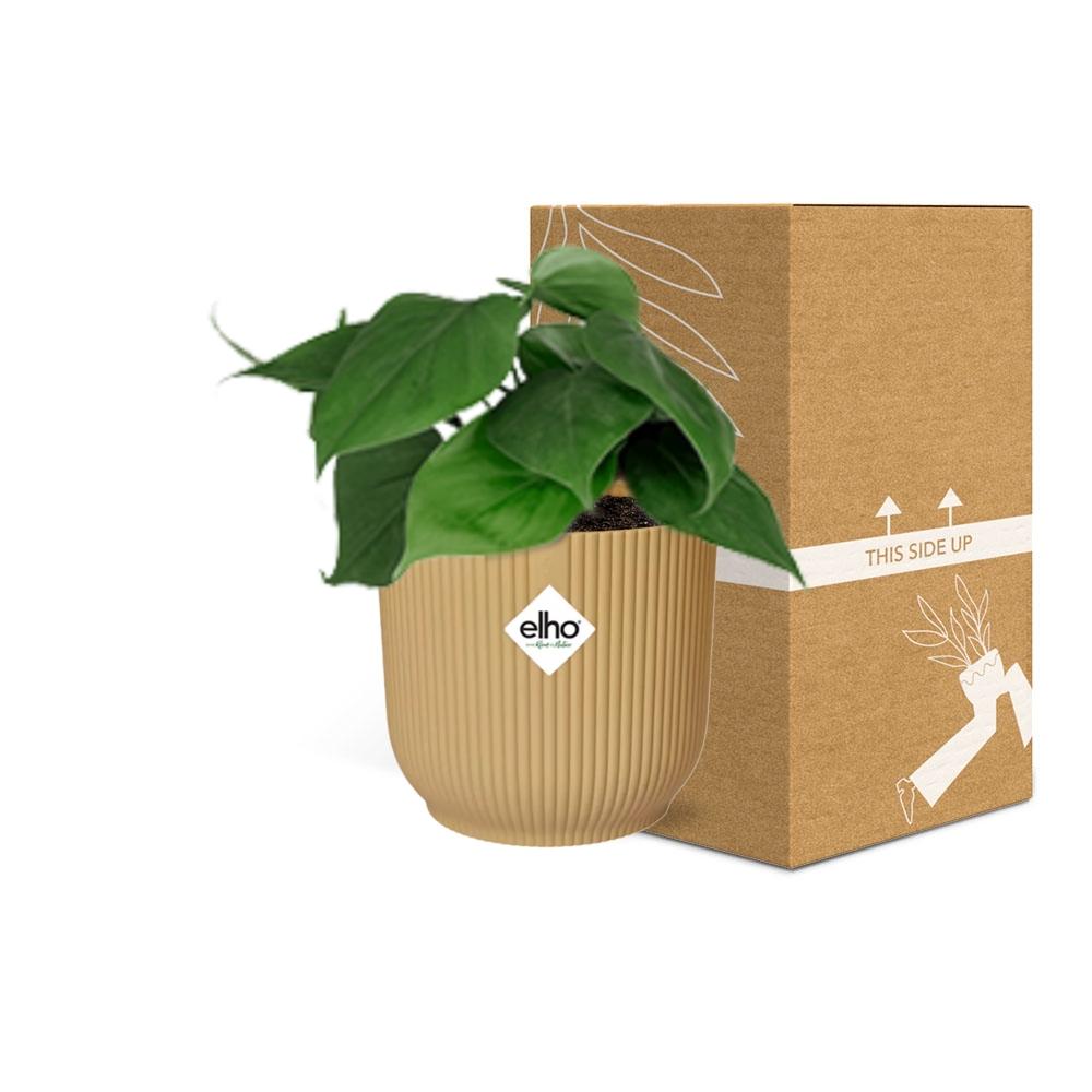 Philodendron Scandens im ELHO Vibes Fold Topf 14cm Gelb