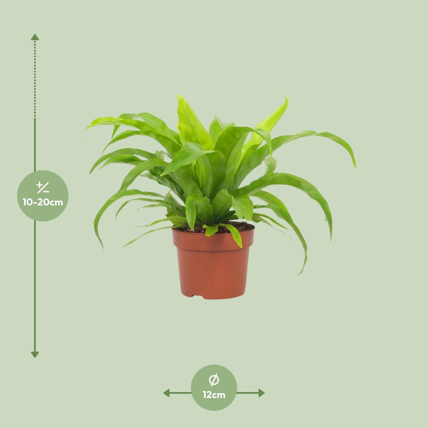 Asplenium Antiquum Milzfarn – Pflegeleichter Zimmerfarn Ø12cm