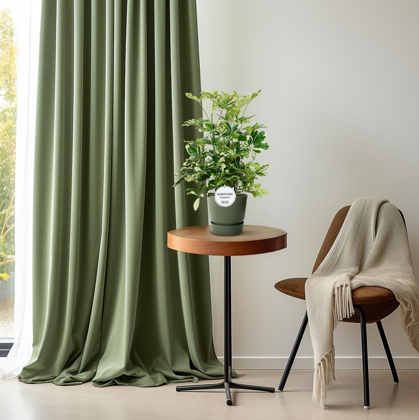 Schefflera Charlotte - Pflegeleichter Schirmbaum Ø21cm, 55cm hoch