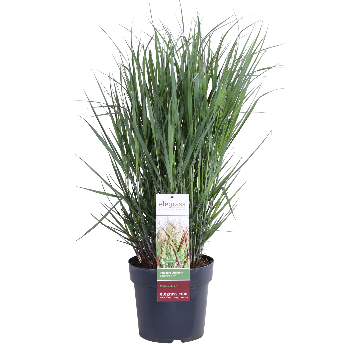 Panicum Virgatum Cheyenne Sky - Pflegeleichtes Ziergras Ø23cm