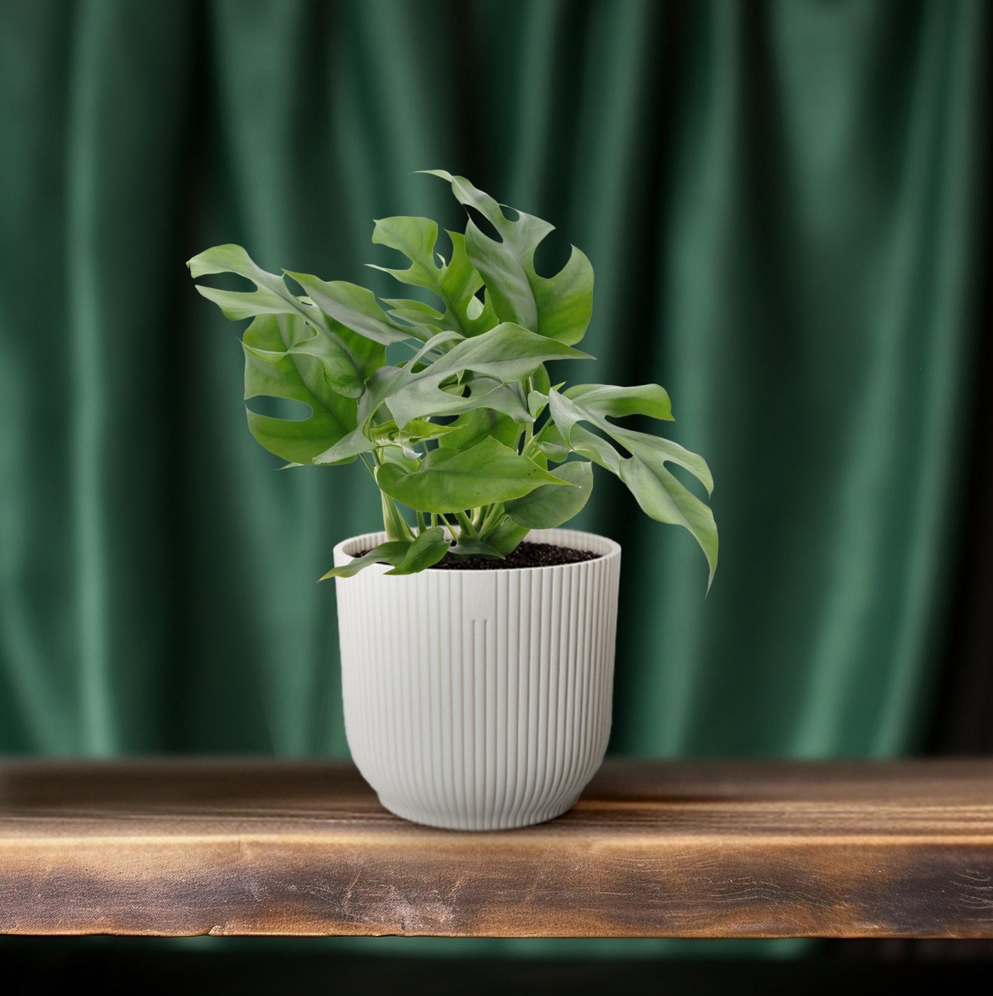 Monstera Minima – Pflegeleichte Schweizer Käse Pflanze Ø12cm
