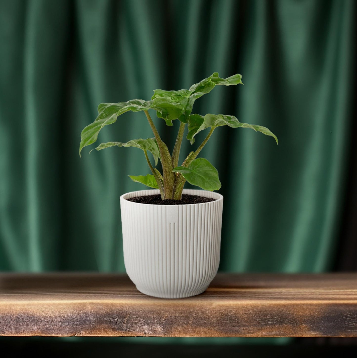 Alocasia Low Rider – Elefantenohr Zimmerpflanze Ø12cm