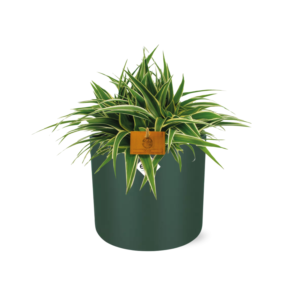 Chlorophytum Ocean – pflegeleichte Grünlilie 15 cm